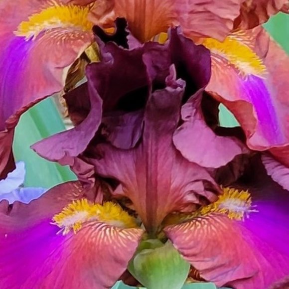 Meet the Posher Other - Meet your Posher, Art Deco Belle